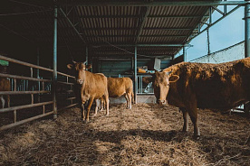Покончить с падежом скота и увеличить эффективность дотаций: сельское хозяйство «встряхнули» на совещании