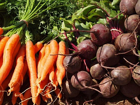 Для экспорта свеклы и моркови из Беларуси с 13 мая нужна лицензия